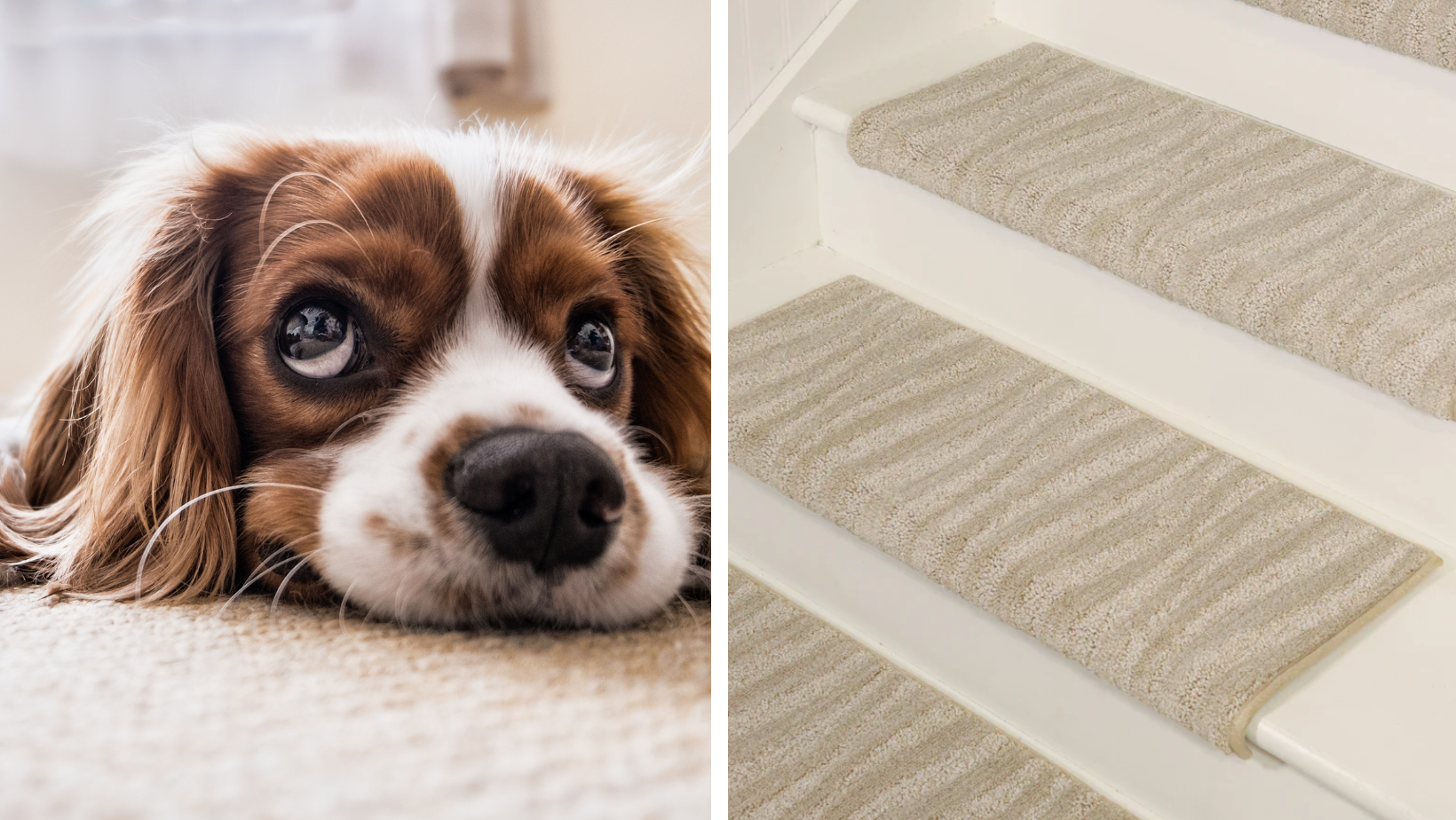 Stair Treads For Dogs