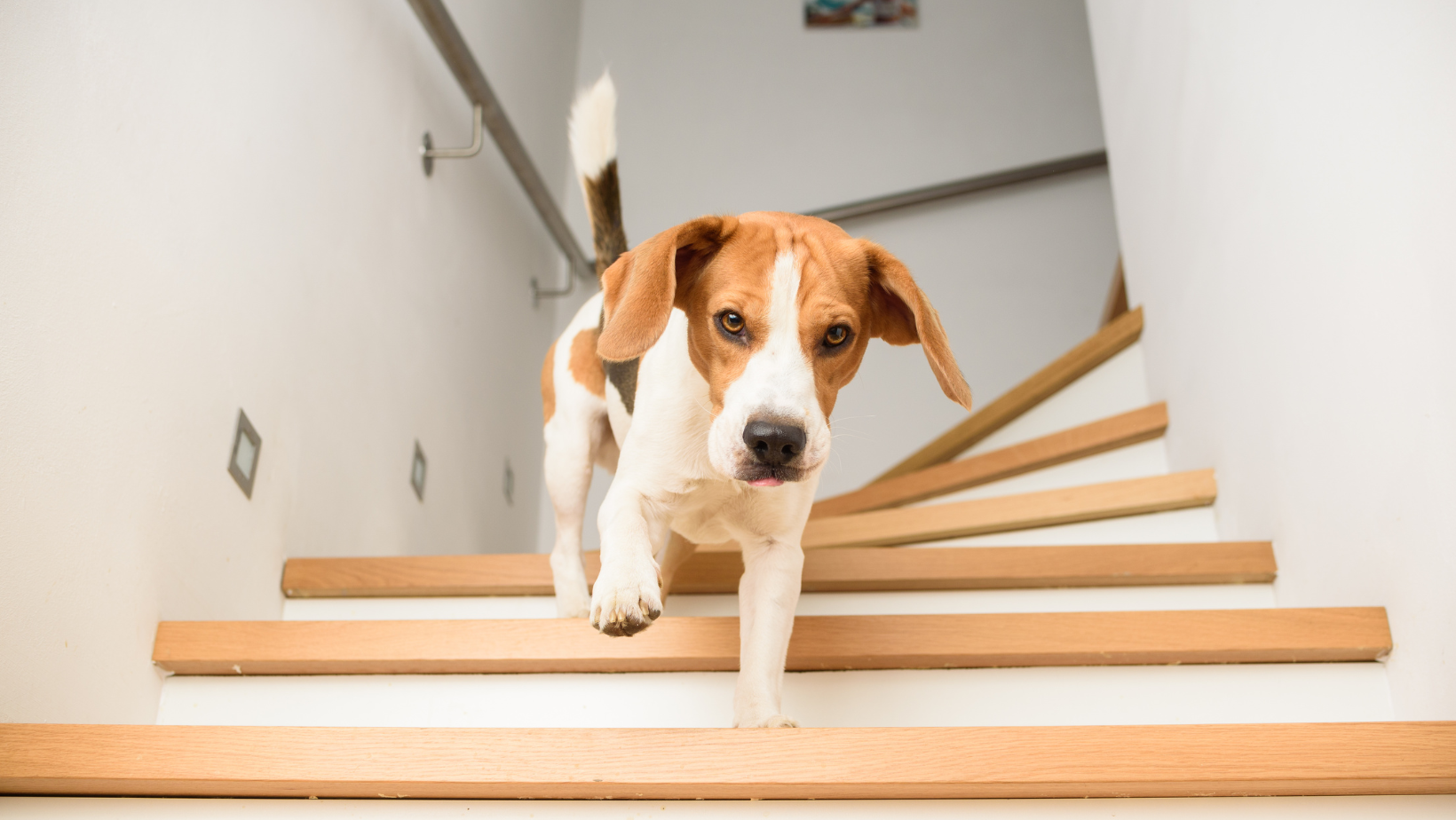 Non-Slip Stair Grips to Help Your Dog Feel Safe