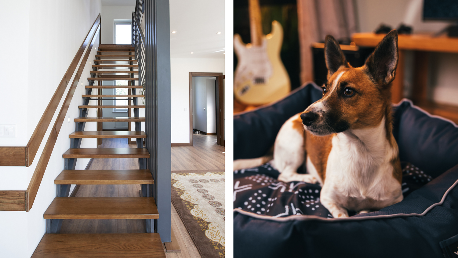How do I Make my Stairs Dog Friendly?