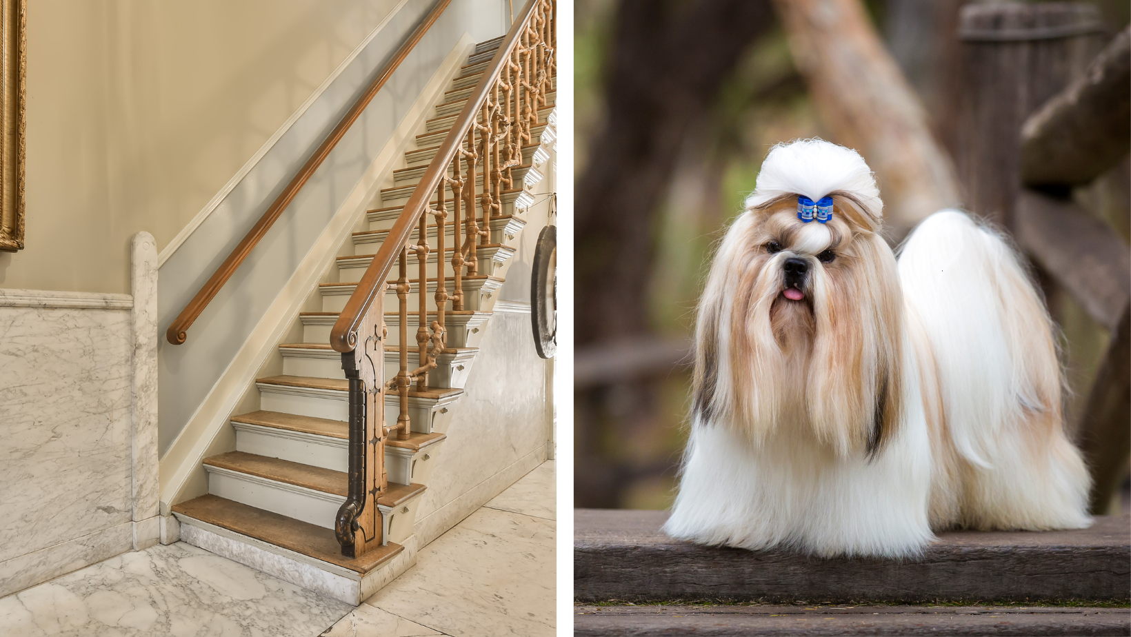 Stair Pads For Dogs