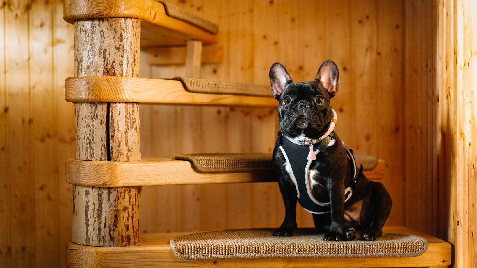 Best Stair Treads For Dogs