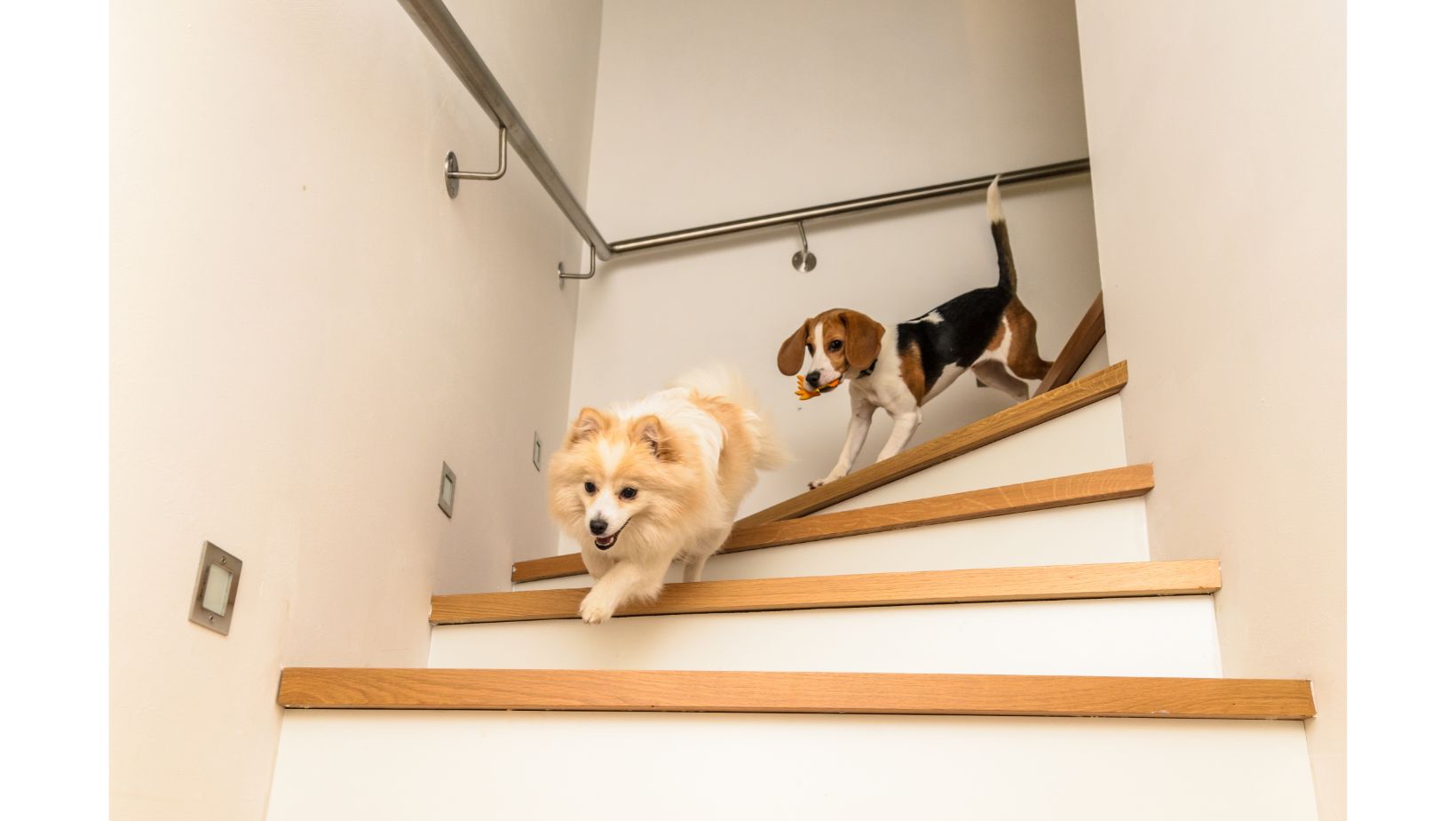 Are Stairs Bad for Dogs?